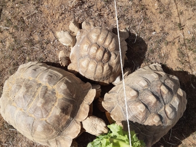 Afrikaanse sporenschildpad - De Zonnegloed - Dierenpark - Dieren opvangcentrum - Sanctuary